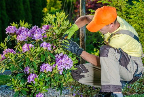 Professional tree surgery service assessing tree health