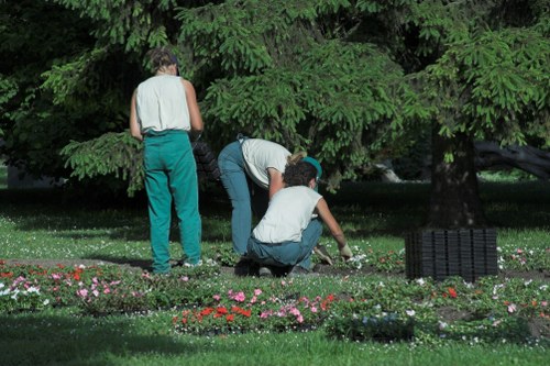 Careful pruning of a mature tree canopy to improve light and shape