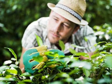 Final terms page for tree surgery services