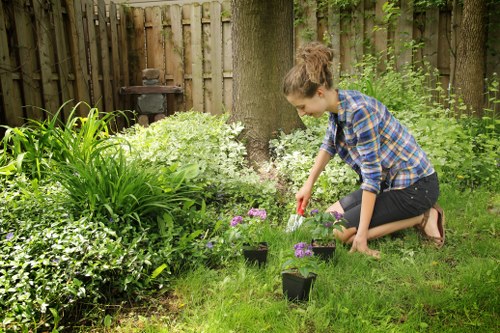 Close inspection of tree branches and canopy health